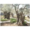 05 Garden of Gethsemane - 2000 year old olive trees.jpg